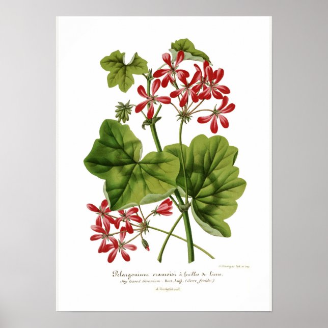 Pelargonium  hederaefolium poster (Front)