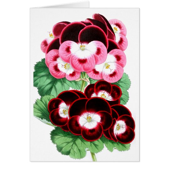 Pelargoniums Card