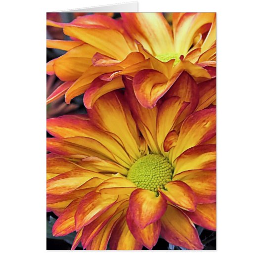 Pelee Chrysanthemums Cards (Front)