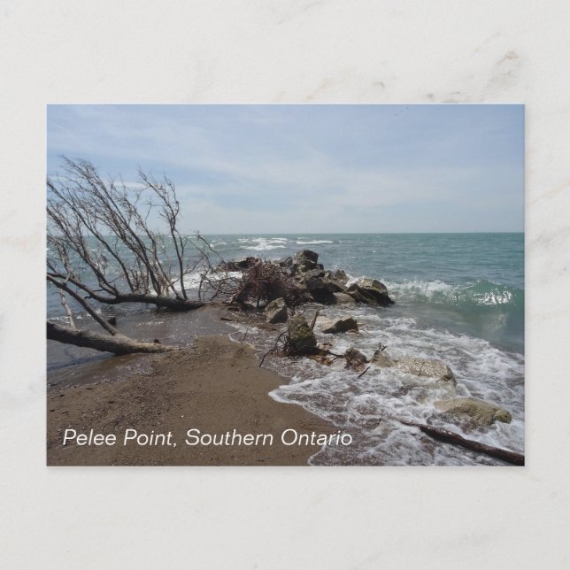 Pelee Point, Southern Ontario Postcard (Front)