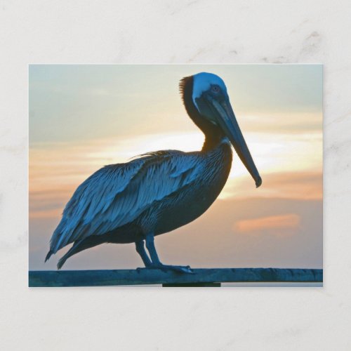 Pelican Alone Post Card