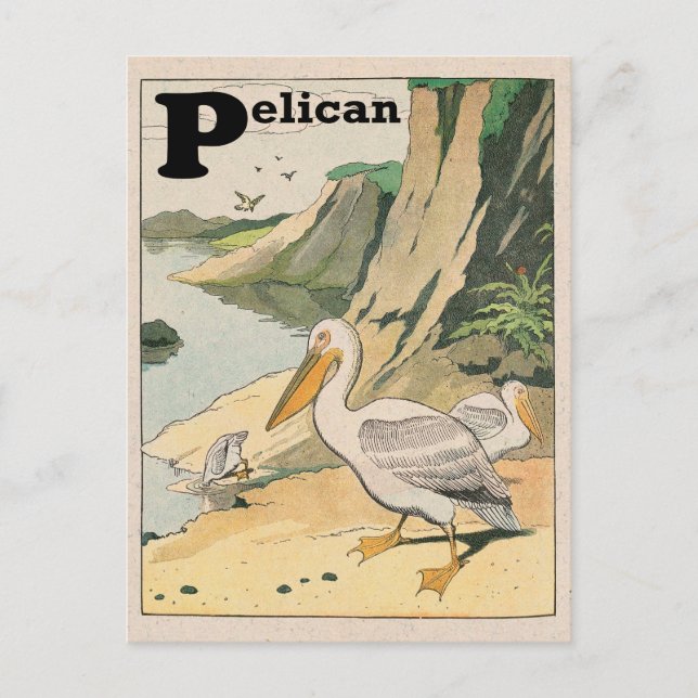 Pelican Alphabet Postcard (Front)