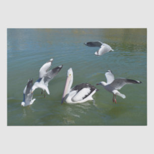 Pelican And The Gate Crashers, Tissue Paper