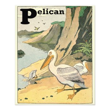 Pelican Animal Alphabet Photo Print by kidslife at Zazzle