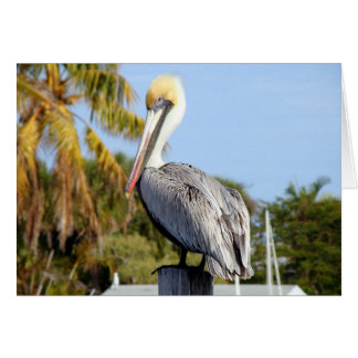 Pelican at Jug Creek Cards