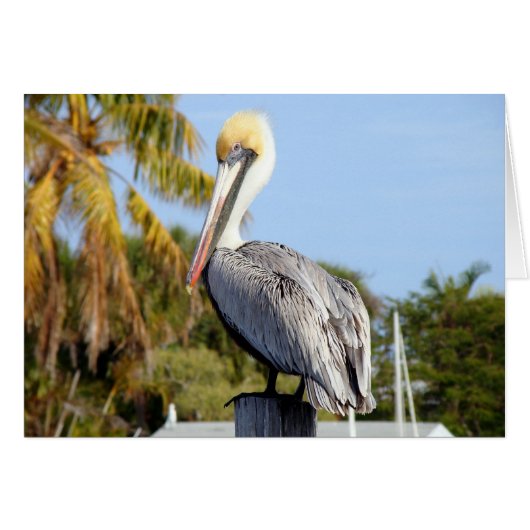 Pelican at Jug Creek Cards (Front Horizontal)