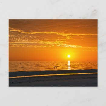 Pelican At Orange Florida Sunset Postcard by catherinesherman at Zazzle