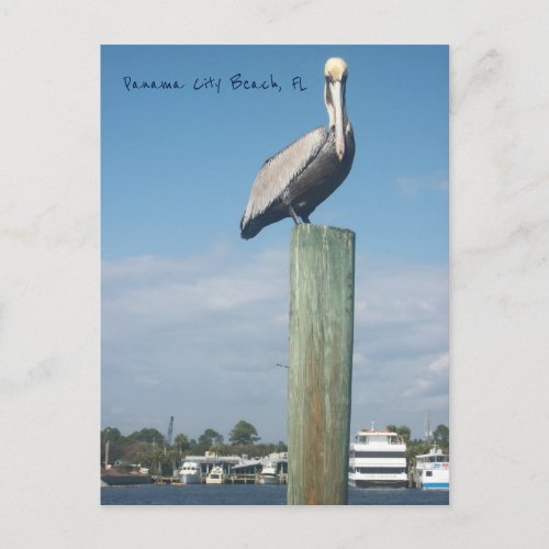 Pelican at Panama City Beach FL Postcard