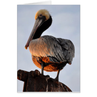 pelican at sunset cards