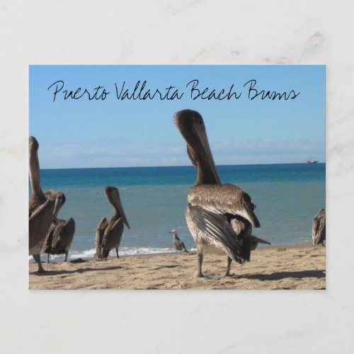 Pelican Beach Bums Postcard