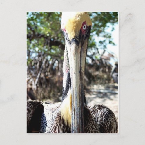 Pelican Bird Sanctuary Key Largo Florida Postcard