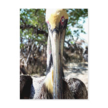 Pelican Bird Sanctuary Key Largo, Florida Postcard
