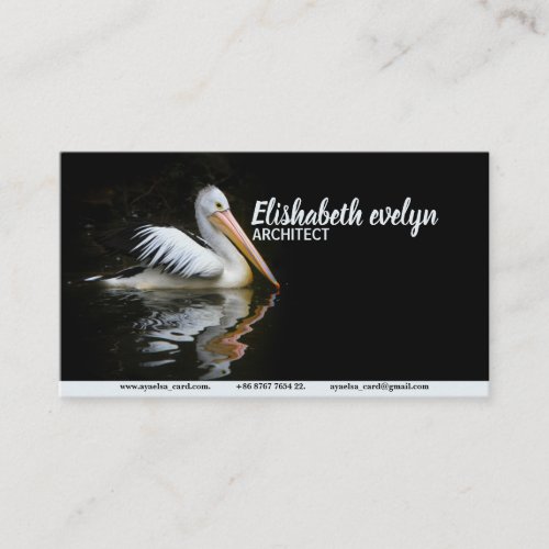 pelican bird sea birds water business card