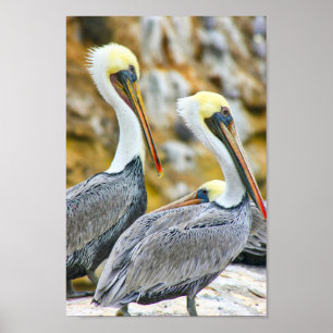 PELICAN BOGO COVE POSTER