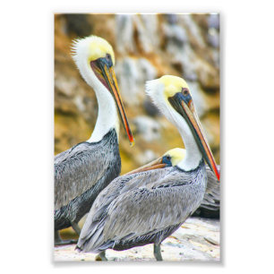 PELICAN BOGO PHOTO PRINT