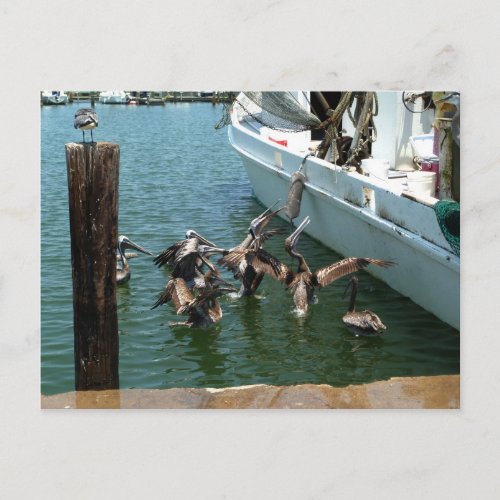Pelican Brunch Postcard