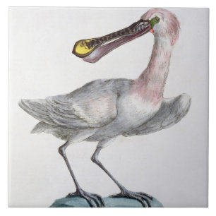 Pelican, c.1767-76 (hand coloured engraving) tile