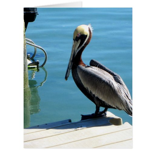 Pelican Card | Zazzle