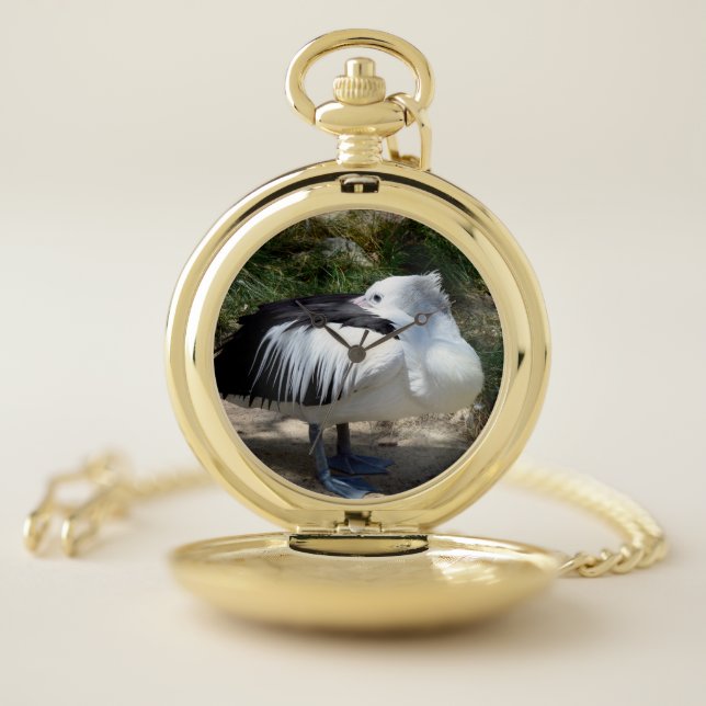 Pelican Cat Napping Standing Up, Pocket Watch (Inside)