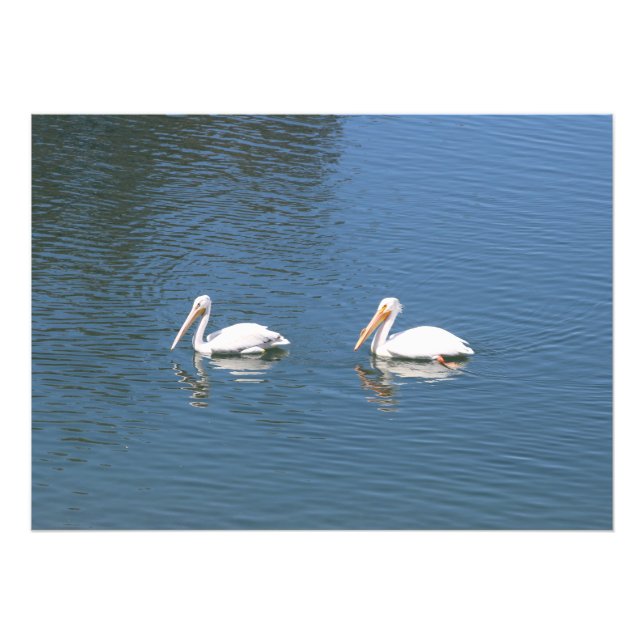 pelican couple swimming photo print (Front)