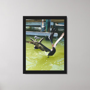 Pelican Dance Canvas Print