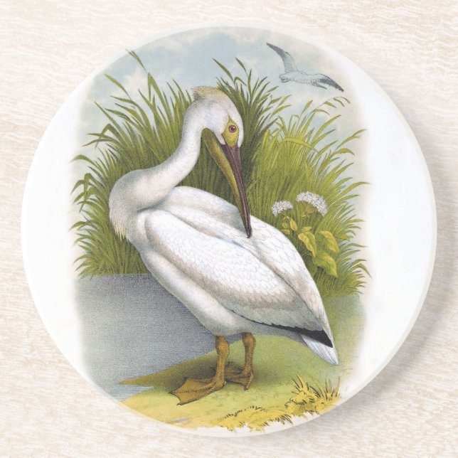 Pelican Drink Coaster (Front)