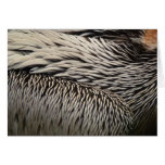 Pelican Feathers Abstract Nature Photography Cards