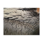 Pelican Feathers Abstract Nature Photography Postcard