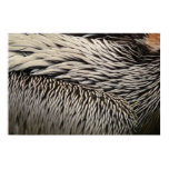 Pelican Feathers Abstract Nature Photography Poster