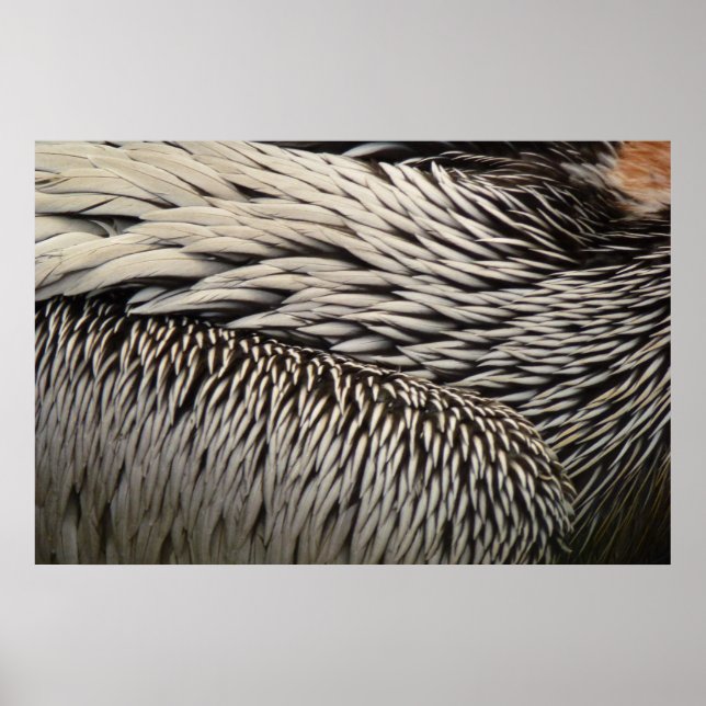 Pelican Feathers Abstract Nature Photography Poster (Front)
