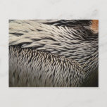Pelican Feathers Nature Photography Postcard