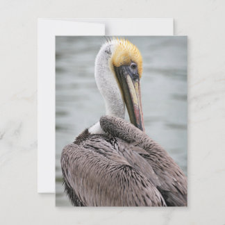 Pelican Flat Card
