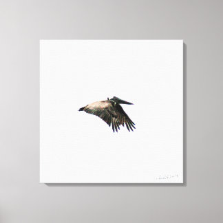 Pelican Flight | Ft. Myers, FL | 24x24 Canvas