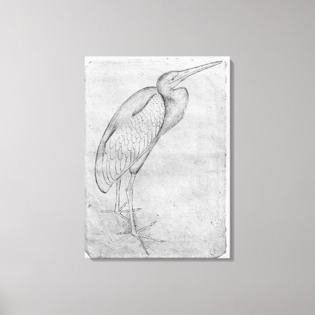 Pelican, from the The Vallardi Album Canvas Print (Front)