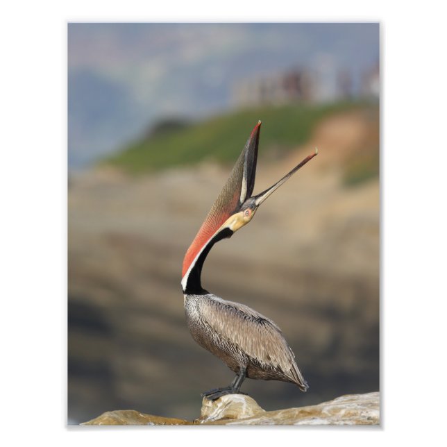 Pelican Head throw Photo Print (Front)