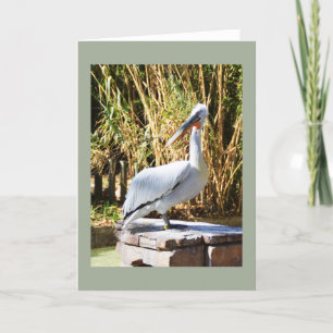Pelican Holiday Card