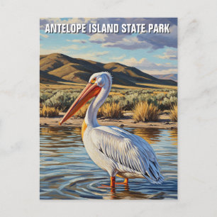 Pelican in Antelope Island State Park Utah Postcard