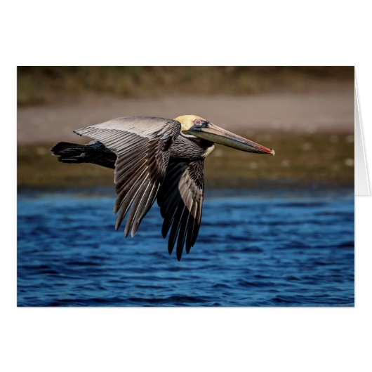 Pelican in flight cards (Front Horizontal)