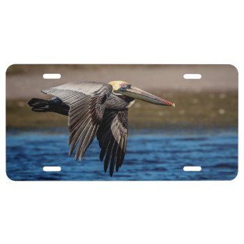 Pelican In Flight License Plate by debscreative at Zazzle