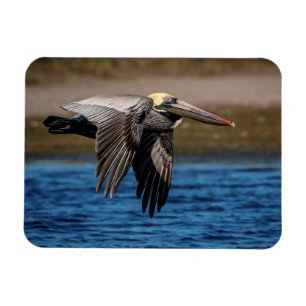 Pelican in flight magnet