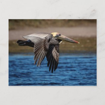 Pelican In Flight Postcard by debscreative at Zazzle