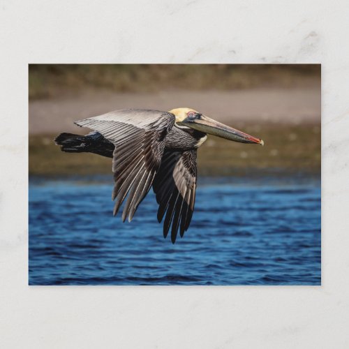 Pelican in flight postcard