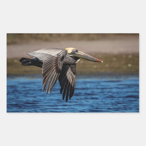 Pelican in flight rectangular sticker