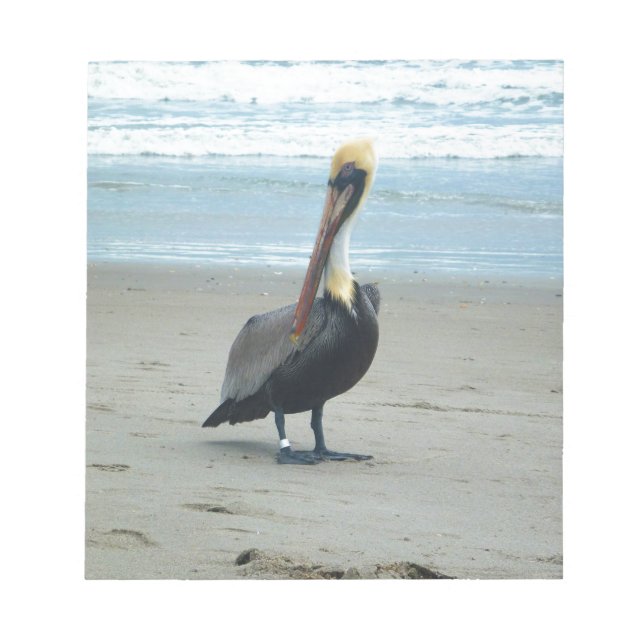 Pelican in Florida Notepad (Front)