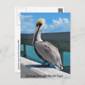 Pelican in the Florida Keys postcard (Front/Back)