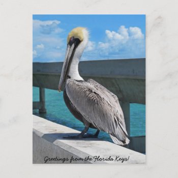 Pelican In The Florida Keys Postcard by SjasisDesignSpace at Zazzle