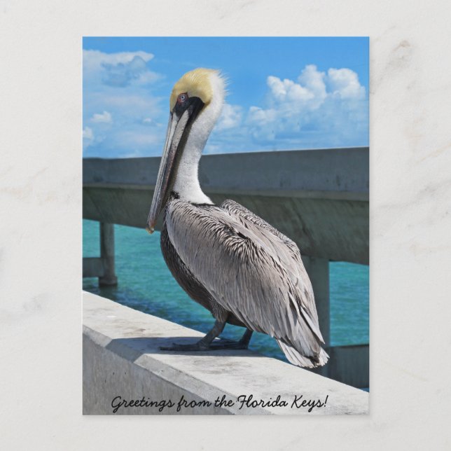 Pelican in the Florida Keys postcard (Front)