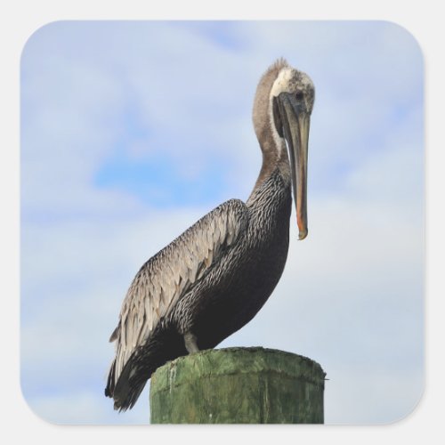 Pelican in the wild square sticker