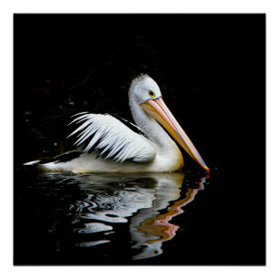 Pelican, large white bird, poster