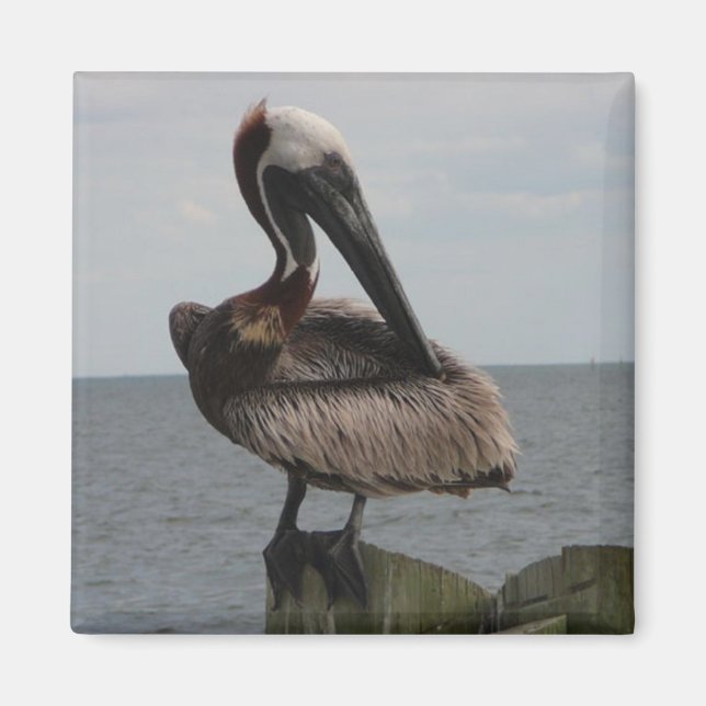 Pelican Magnet (Front)